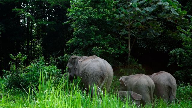 Kawat listrik menjadi ancaman gajah Sumatra di Bukit Tiga Puluh. Foto: Freepik