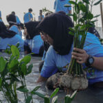 Walhi bersama warga Pulau Pari menanam 7.000 bibit mangrove. Foto: Walhi