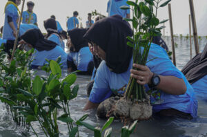Walhi bersama warga Pulau Pari menanam 7.000 bibit mangrove. Foto: Walhi