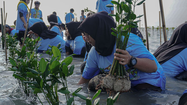 Walhi bersama warga Pulau Pari menanam 7.000 bibit mangrove. Foto: Walhi