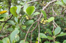 Penemuan populasi mangrove langka. Foto: BRIN