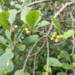 Penemuan populasi mangrove langka. Foto: BRIN