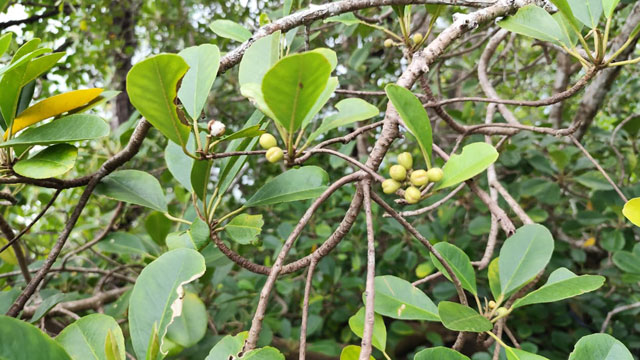 Populasi Mangrove Langka Ditemukan di Kawasan Teluk Balikpapan