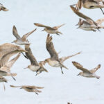 Hari Migrasi Burung Sedunia. Foto: BirdLife International
