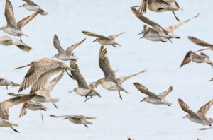 Hari Migrasi Burung Sedunia. Foto: BirdLife International