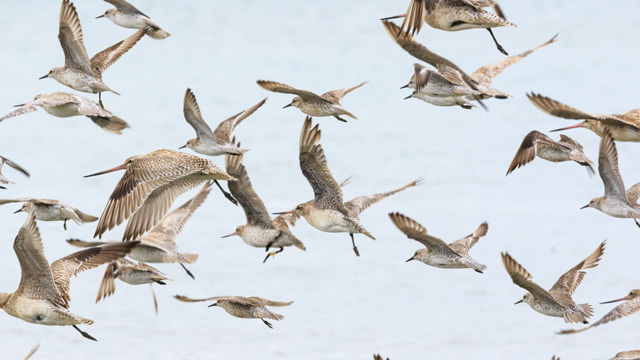 Hari Migrasi Burung Sedunia. Foto: BirdLife International