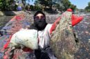 Sampah popok sekali pakai mencemari Kali Tebu Surabaya. Foto: Ecoton