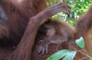 Bayi orang utan Sumatra lahir di Cagar Alam Jantho. Foto: Kemenhut