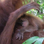 Bayi orang utan Sumatra lahir di Cagar Alam Jantho. Foto: Kemenhut