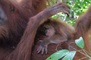Bayi orang utan Sumatra lahir di Cagar Alam Jantho. Foto: Kemenhut