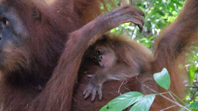 Bayi Orang Utan Sumatra Lahir di Cagar Alam Jantho