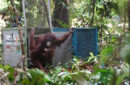 Kemenhut melepasliarkan lima orang utan di TN Betung Kerihun. Foto: Kemenhut