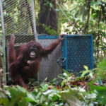 Kemenhut melepasliarkan lima orang utan di TN Betung Kerihun. Foto: Kemenhut