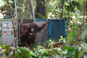 Kemenhut melepasliarkan lima orang utan di TN Betung Kerihun. Foto: Kemenhut