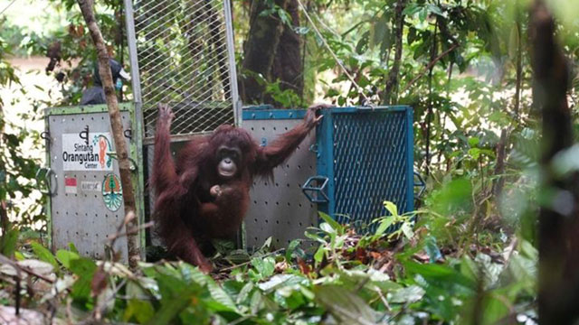 Kemenhut Lepasliarkan Lima Orang Utan di TN Betung Kerihun