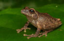 Spesies baru katak semak endemik. Foto: BRIN