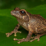 Spesies baru katak semak endemik. Foto: BRIN