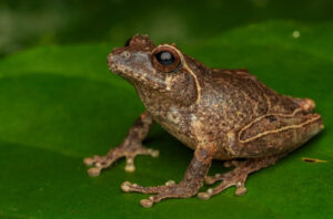 Spesies baru katak semak endemik. Foto: BRIN