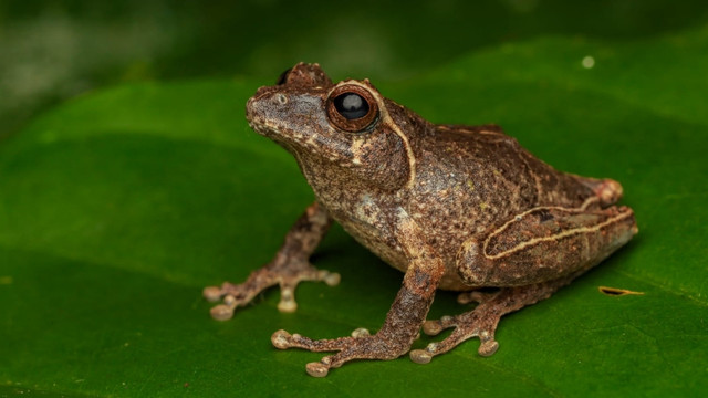 Spesies Baru Katak Semak Endemik Ditemukan di Lereng Merapi