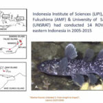 Peneliti menemukan 18 ikan purba Coelacanth di perairan Pulau Talise. Foto: BRIN