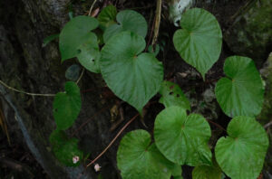 Peneliti temukan spesies baru begonia di Sumatra Barat. Foto: BRIN