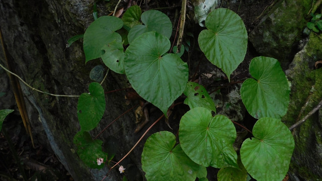 Peneliti temukan spesies baru begonia di Sumatra Barat. Foto: BRIN
