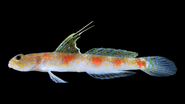 Peneliti BRIN Temukan Spesies Baru Ikan Gobi Udang di Banyuwangi