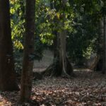 BRIN konservasi 361 spesies tumbuhan terancam punah di lima kebun raya. Foto: Dini Jembar Wardani