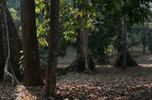 BRIN konservasi 361 spesies tumbuhan terancam punah di lima kebun raya. Foto: Dini Jembar Wardani
