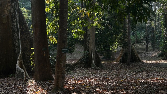 BRIN konservasi 361 spesies tumbuhan terancam punah di lima kebun raya. Foto: Dini Jembar Wardani
