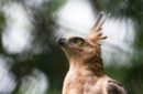 Strategi baru konservasi elang Jawa hingga 2036 mulai disusun. Foto: Burung Indonesia/Jihad