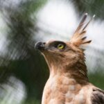 Strategi baru konservasi elang Jawa hingga 2036 mulai disusun. Foto: Burung Indonesia/Jihad