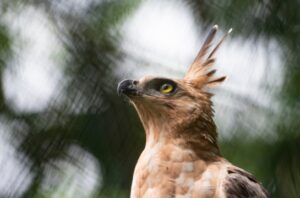 Strategi baru konservasi elang Jawa hingga 2036 mulai disusun. Foto: Burung Indonesia/Jihad