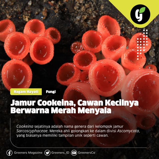 Secara klasifikasi, genus Cookeina sendiri membawahi setidaknya 10 jenis jamur. Spesiesnya menyebar luas ke berbagai daerah, terutama di negara-negara beriklim tropis dan subtropis.Salah satu spesies Cookeina yang paling populer adalah Cookeina sulcipes. Fungi ini memiliki fitur cawan kecil serta berwarna merah, karena itu sering pula disebut sebagai red cup fungi.

Spesies C. sulcipes tumbuh secara individual atau berkelompok. Mereka berkembang baik di atas permukaan pohon, yang ditemukan pada ketinggian 700 meter di atas permukaan laut.

Jamur berbentuk cawan ini memiliki diameter sekitar 2–4 cm dengan tinggi 3–6 cm. Tangkai atau stipe-nya terlihat kurus, dengan tingkat ketebalan antara 3–4 mm dan panjang 1–4 cm. Bagian dalam cawan terlihat berwarna merah mengilap, sedangkan permukaan luarnya agak pudar. Askospora berbentuk silinder atau elips, dengan dimensi 25–33 × 14–18 mikrometer.

Detail mengenai hal ini dapat kamu baca di rubrik ragam hayati www.greeners.co!

#ragamhayati #fungi #jamurcookeina #sarcoscyphaceae #greeners #greenersco #beinformedandlovetheearth