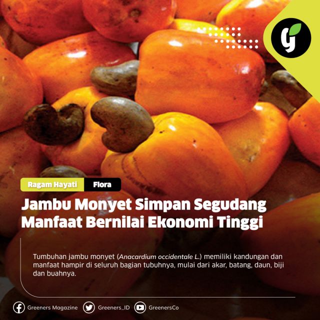 Tanaman jambu monyet menyimpan segudang manfaat bernilai ekonomi tinggi. Kayu pada pohon jambu monyet dapat dijadikan bahan bangunan, peralatan rumah tangga, dan kerajinan tangan. Sementara, kulit kayunya digunakan pada industri batik atau untuk bahan penyamak.

Berdasarkan penelitian ilmiah Daton (2008), Fakultas Pertanian, Institut Pertanian Bogor, menjelaskan bahwa jambu monyet umumnya menghasilkan biji mete (cernel) yang disebut gelondong dan buah semu yang sering disebut jambu. Gelondong mete dapat diolah menjadi kacang mete dan kulit mete.

Sementara itu, kulit mete diolah untuk menghasilkan minyak laka atau sering disebut Cashew Nut Shell Liquid (CNSL). Jika cairan tersebut mengenai mulut dapat menimbulkan peradangan. Setelah diolah, CNSL dapt digunakan untuk bahan pelumas, insektida, pernis, plastik, dan lain-lain.

Detail mengenai hal ini dapat kamu baca di rubrik ragam hayati www.greeners.co!

#ragamhayati #flora #jambumonyet #anacardiumoccidentale #greeners #greenersco #beinformedandlovetheearth