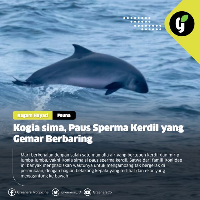 Sebelumnya, paus sperma kerdil ini ditempatkan dalam famili Physeteridae bersama dengan paus sperma yang berukuran besar (Physeter macrocephalus). Hingga ditemukannya Praekogia cedrosensis yang dideskripsikan dari awal Pliosen dalam Formasi Almejas di Isla Cedros Baja California, Meksiko sebagai nenek moyang dari spesies Kogia yang masih hidup. Sehingga, taksonominya dipindahkan dalam famili Kogiidae dan terpisah dari paus sperma besar.

Kogia sima berukuran cukup kecil, hanya sepanjang 2,1 hingga 2,7 meter saja. Hewan ini jarang sekali yang berukuran lebih dari 2,5 m. Bobot tubuhnya berkisar antara 135 hingga 270 kg dengan bentuk tubuh ramping dan menyempit di bagian ekornya.

Detail mengenai hal ini dapat kamu baca di rubrik ragam hayati www.greeners.co!

#ragamhayati #fauna #kogiasima #paussperma #mamalia #greeners #greenersco #beinformedandlovetheearth